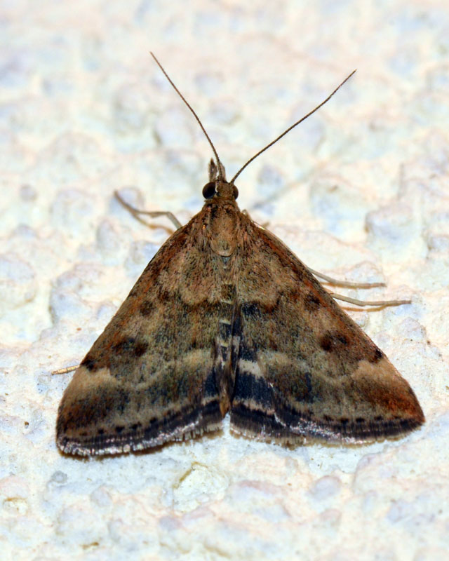 Crambidae da determinare